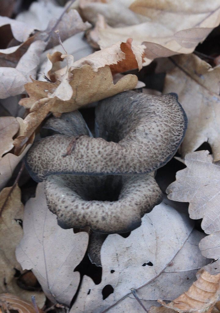 black trumpet mushroom hiding between the fallen leaves